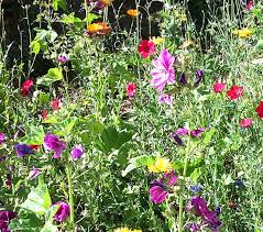 Zucchini nb5a bf6 $ 57 jpg page 18 6klzqmpzo7lg p1 page 20 $ 57. Nutzlingswiese Veitshochheimer Mischung Grundungersamen Samereien Wolfgang Nixdorfs Gemusegarten Versandhandel