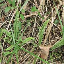 Image result for Asplenium africanum