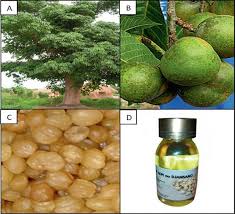 Image result for Ricinodendron heudelotii