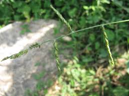 Image result for Urochloa panicoides
