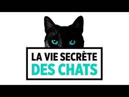Dans le nord, isis s'habitue plutôt bien à sa nouvelle vie et sait se montrer reconnaissante. La Vie Secrete Des Chats Saison 3 Episode 1 Le Tour De France Des Chats Du Dimanche 27 Octobre 2019 Topreplay