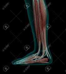 Most leg pain results from wear and tear, overuse, or injuries in joints or bones or in muscles, ligaments, tendons or other soft tissues. Human Anatomy Muscles Of A Leg With Bones X Ray Wiev Stock Photo Picture And Royalty Free Image Image 40865757