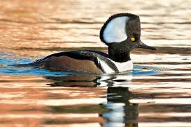 Black And White Wild Duck Species 14 Unbelievable Wild Duck Species Duck Species Wild Duck Duck Photography