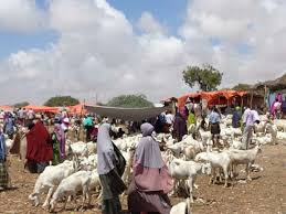 Livestock Market In Mogadishu Somalia Mogadishu Livestock Animals