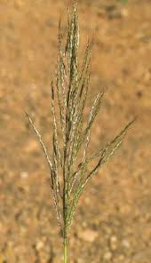 Image result for Bothriochloa bladhii