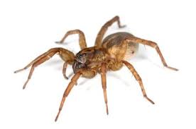 Life Cycles Of The Brown Garden Spider Lovetoknow