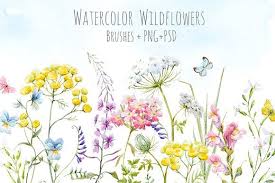 Watercolor Wildflowers Set Wild Flowers Watercolor Illustration