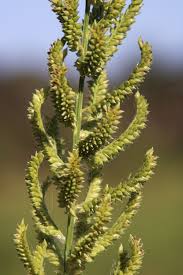 Image result for Echinochloa pyramidalis