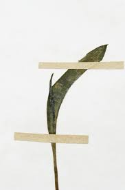 Image result for Ophioglossum polyphyllum