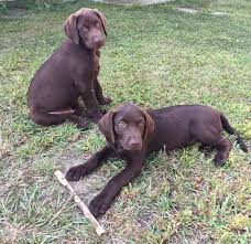 Chocolate lab puppies for sale craigslist indiana. Labrador Retriever Puppies For Sale Noblesville In 239965