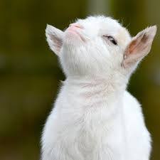 Image result for GOAT