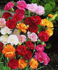 Carnation Mix 40 Seeds Dianthus Caryophyllus Carnation Flower Flower Seeds Carnations