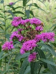 Image result for Vernonia stenocephala
