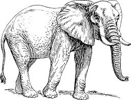 African Elephant Black And White Elephant Pictures African Elephant Sketch Of African Elephant Coloring Pages Elephant Clip Art Elephant Black And White Elephant Drawing