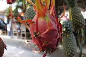 It's full of rows of dragon fruit trees on a farm in california. Dragon Fruit Tree Tropical Free Photo On Pixabay