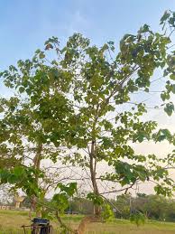 Image result for Gmelina