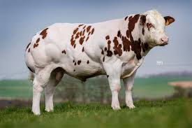 The belgian blue cattle are a breed of domestic beef cattle from belgium which are raised mainly for meat production, and also pretty good for the production of milk. New Red Masterrind