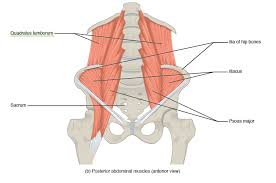 The abdominal muscles stretch over the abdomen from the chest to the hips, covering the center and sides also. Thoracic And Abdominal Muscles Lecturio Online Medical Library