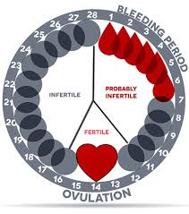 Women U S Menstrual Cycle And Pregnancy Chart Www