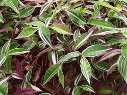 Image result for Oplismenus compositus