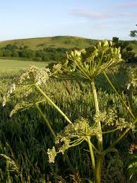 Image result for Heracleum