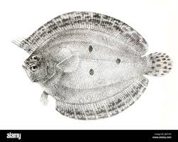 Image result for Pseudobromus