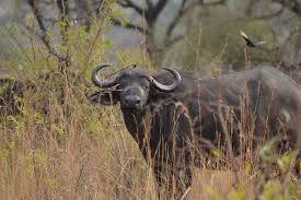 Maybe you would like to learn more about one of these? African Buffalo Facts Pictures Video In Depth Information For Kids Adults