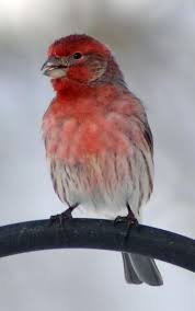Purple Finch Nh S State Bird Midwest Birds Pet Birds Finches Bird