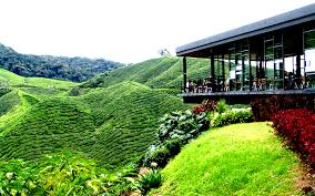Rasanya semua orang pasti kenal dengan bunga dan bau dari bunga lavender ini betul? 27 Tempat Menarik Di Cameron Highland 2018 Panduan Lengkap