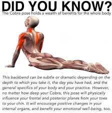 Pin By Opart Kaowsiriwan On Be Healthy Live Longer Yoga Benefits Yoga Anatomy Cobra Pose