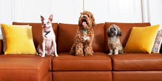 Check spelling or type a new query. Dogs Leather Couches Yes You Can Have Both Allform