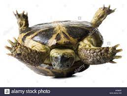 Upside Down Tortoise Stock Photo Alamy
