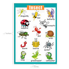 Santsun Educational Preschool Posters Educational Wall Charts School Decorations Classroom Organization Kindergarten 42x60cm 17x24 Inch Insect