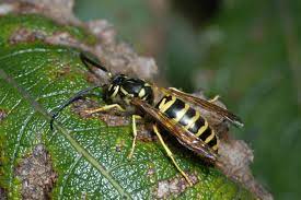 Yellow Jackets Attack To Protect Home Nests Mississippi State University Extension Service