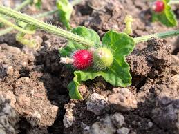 Image result for Cucumis maderaspatanus