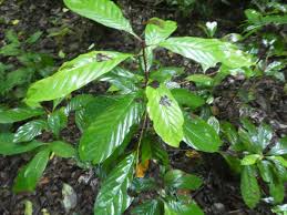 Image result for Beilschmiedia michelsonii