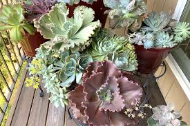 Maybe you would like to learn more about one of these? Plant An Echeveria Garden In Pots Debra Lee Baldwin