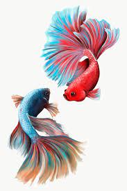 Colorful Betta Fishes Design Element Premium Image By Rawpixel Com Te Betta Hewan Ikan Cupang