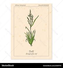 Image result for Eragrostis tef