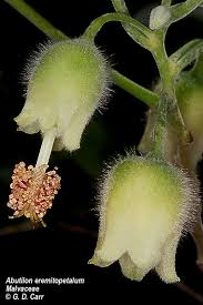 Image result for Abutilon rehmannii