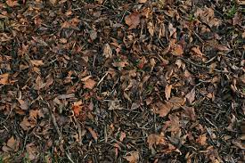 Maybe you would like to learn more about one of these? Leavesdead0045 Free Background Texture Leaves Forest Floor Leaf Ground Old Dead Brown Dark Seamless Seamlessx Seamlessy