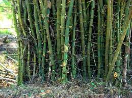 Bamboo, (subfamily bambusoideae), subfamily of tall treelike grasses of the family poaceae bamboos are distributed in tropical and subtropical to mild temperate regions, with the heaviest. Giant Thorny Bamboo Seeds Bambusa Arundinacea Bambos Thorny Bamboo Edible