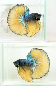 We Re With You Buddy Just Keep Swimming Blue And Yellow All The Way Colorful Fish Betta Fish Betta