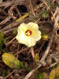 Image result for Xenostegia pinnata