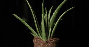 Image result for Aloe vera