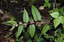 Image result for Cissus cucumerifolia