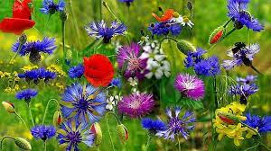 Последние твиты от viragok (@viragok_). Gyonyoru Mezei Viragok Flowers Beautiful Flowers Pretty Flowers