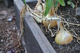 To keep onion bulbs as intact and unblemished as possible, it is best to use a garden fork or another gardening tool to gently ease the onions from the. Mavis Garden Blog How To Harvest And Store Onions One Hundred Dollars A Month
