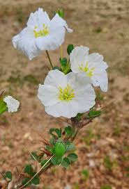 Image result for Monsonia glauca