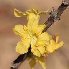 Image result for Rhigozum brevispinosum